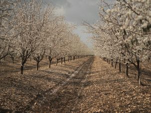 Almendros blancos