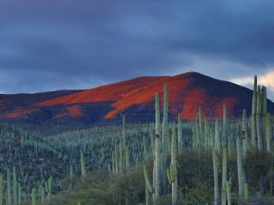 El tesoro zapoteco