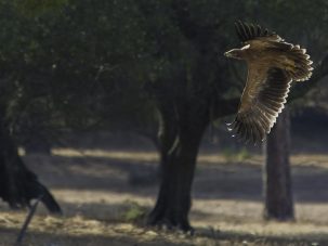 El águila imperial